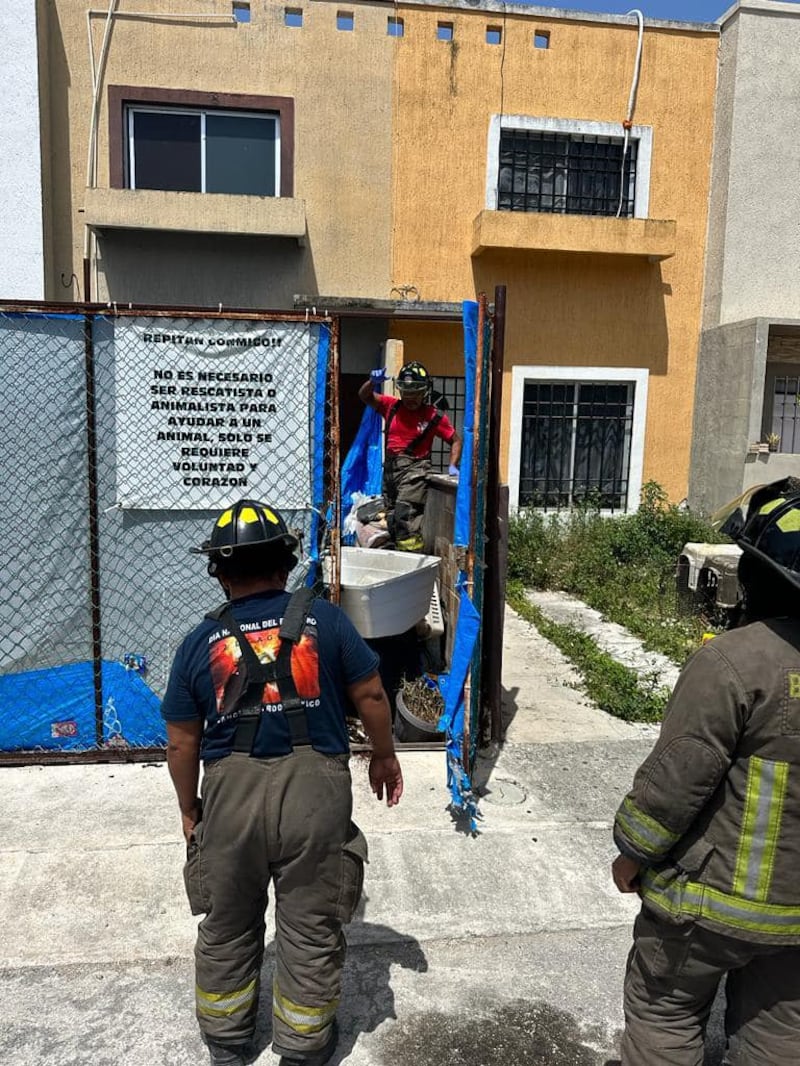 Rescate de perros en supuesto refugio de Cancún