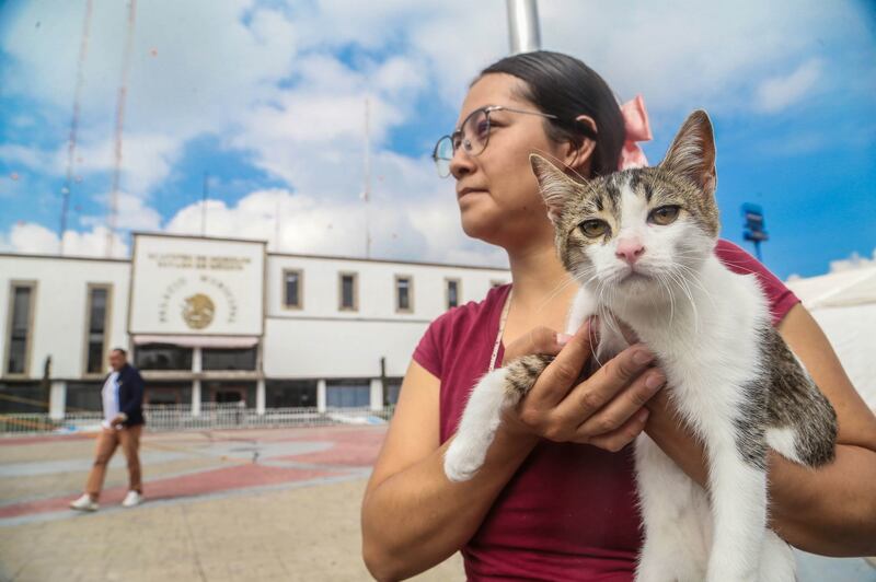 Día Internacional del Gato