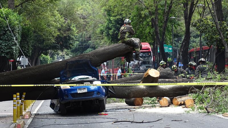 Caída de árbol en Insurgentes deja daños materiales y afectación vial