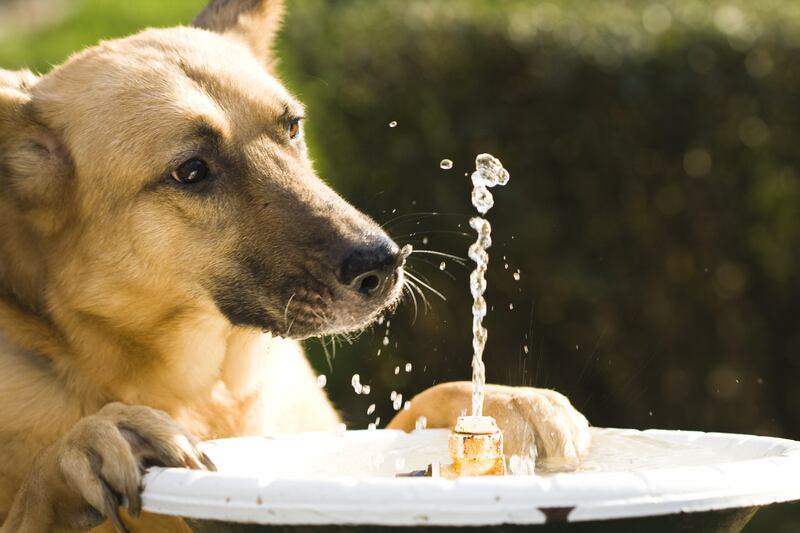 Altas temperaturas afectan mascotas