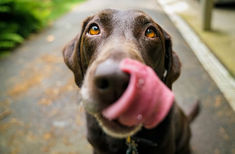 Una forma muy graciosa en la que el perrito pasea a su amo