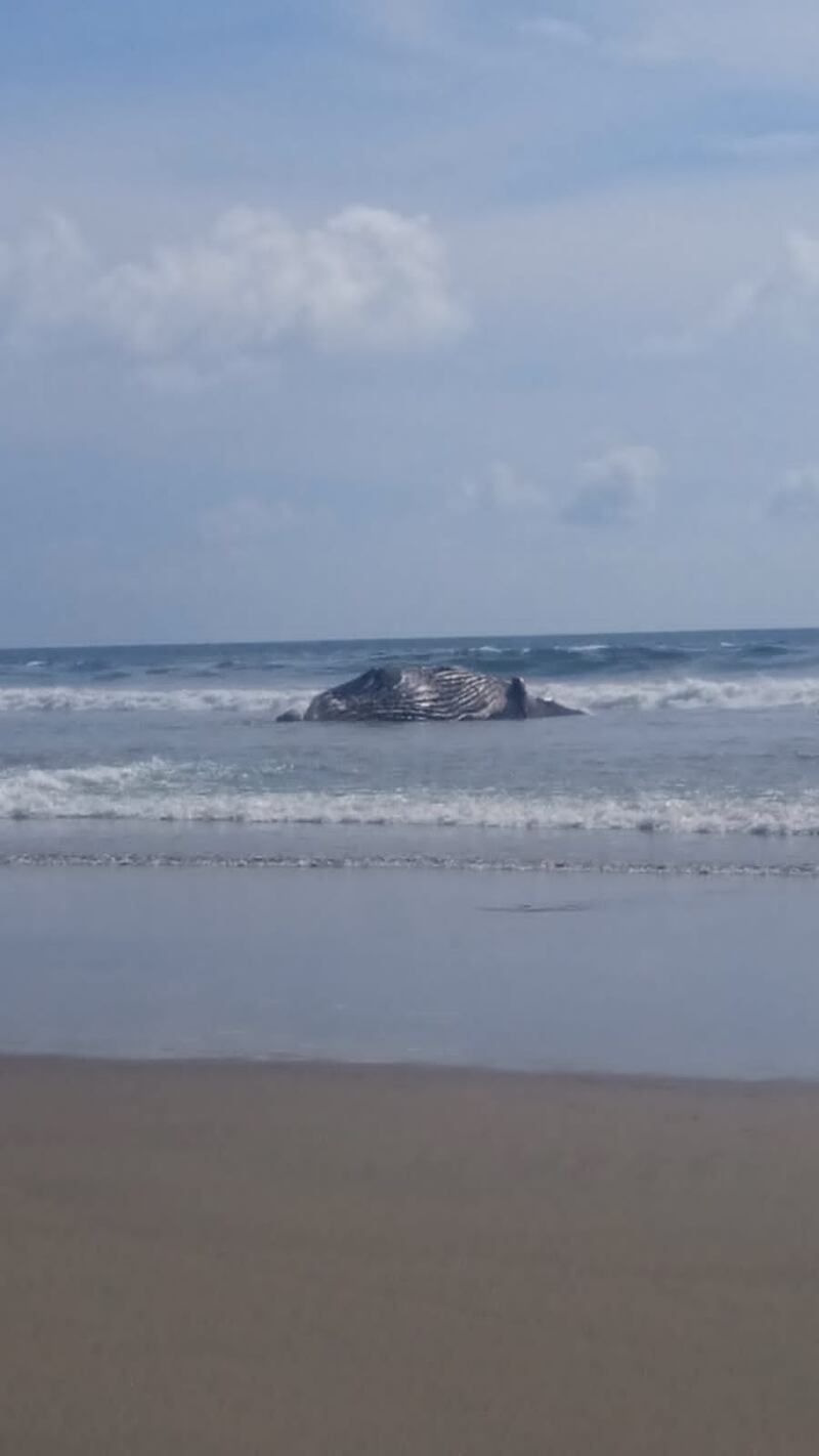 Polémico entierro de una ballena en las playas de Acapulco ¿era buena solución?