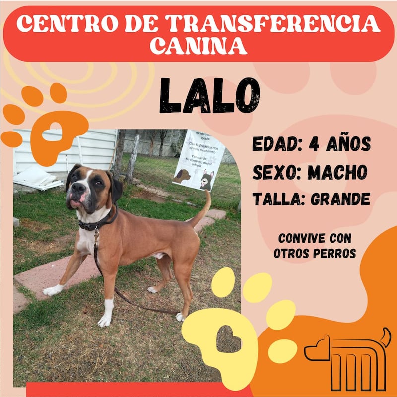 Lalo, perro en adopción