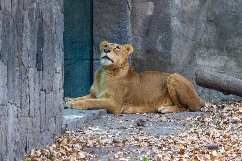 Zoológico de Chapultepec rehabilita a 7 leones que fueron rescatados en la Ajusco