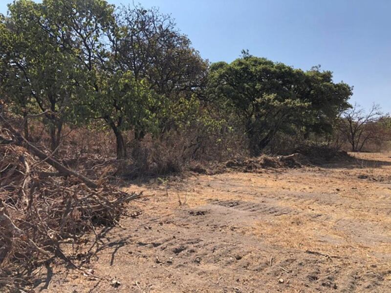 Se acusó que el implicado mandó talar los árboles en 10 hectáreas dentro del Bosque de La Primavera.