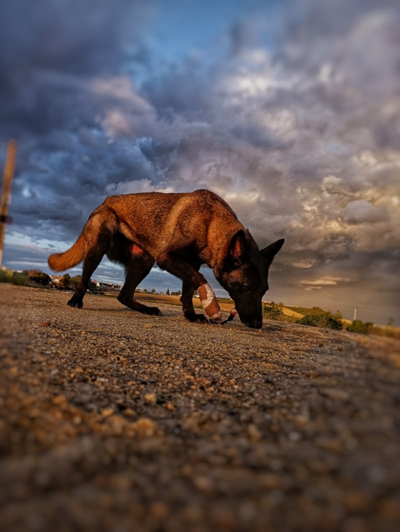 perro pastor alemán, misma raza que el perro rescatista Wilson