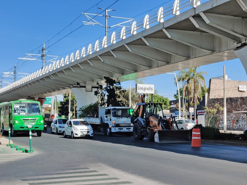 A los colectivos ambientalistas les preocupa la supervivencia de los árboles que sean trasplantados.