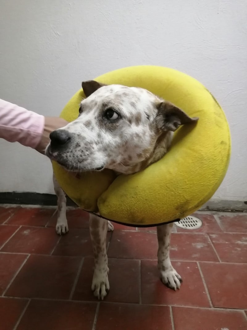 Centro de Transferencia Canina del Metro celebra 6 años