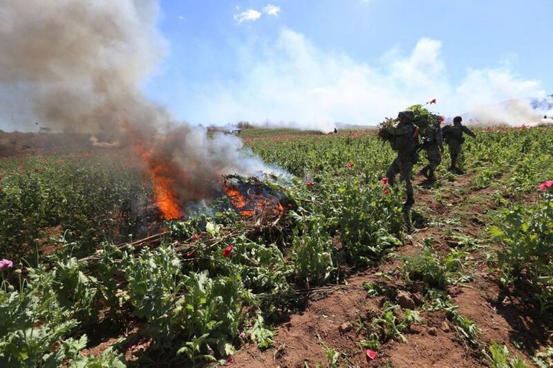 Amapola Sedena y Guardia Nacional destruyen sembradío 6.5 hectáreas