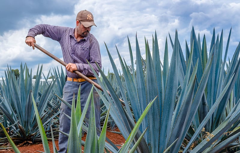 El agave consume poca agua, pero es una inversión a siete años, tiempo en lo que tarda en madurar la piña.