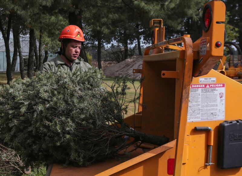 Reciclan árboles de Navidad en Edomex para fabricar juguetes