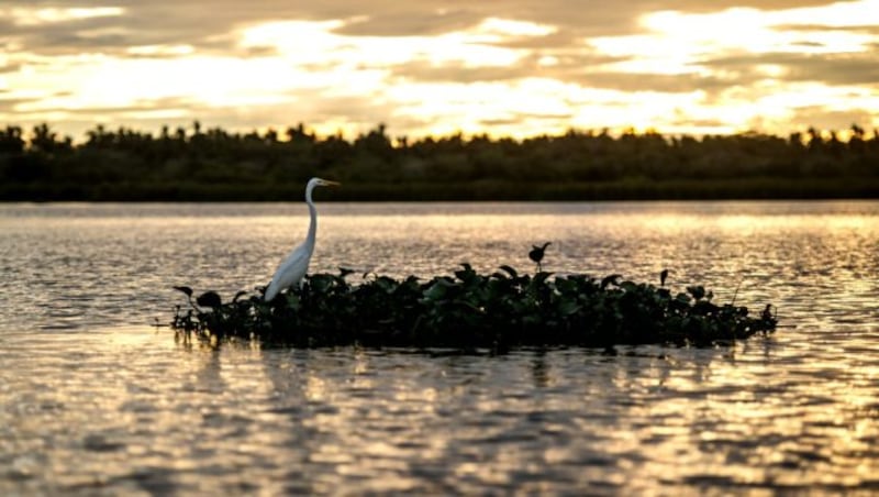 Laguna Tres Palos es considerado como zona reproductiva de cocodrilos, camarones, garzas e iguanas.