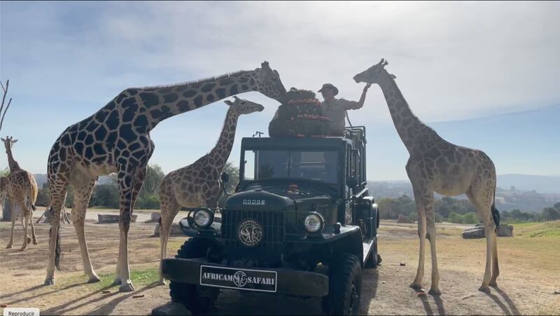 Hoy la jirafa Benito conoce a su nueva familia en Africam Safari