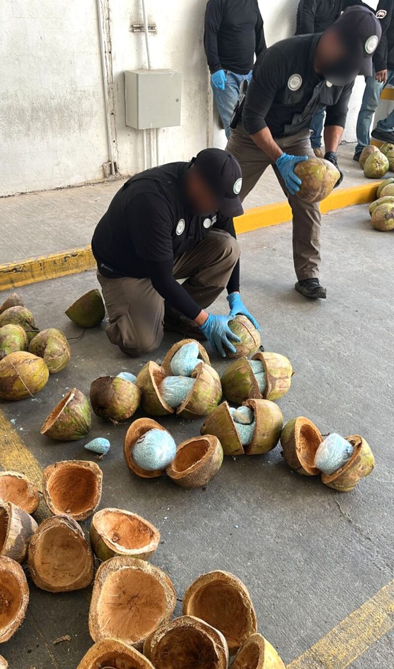 Cargamento de fentanilo transportado y oculto en cocos