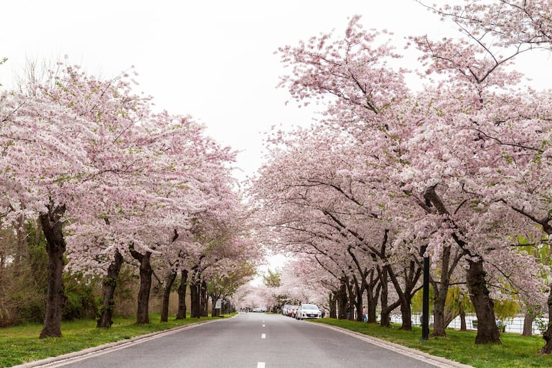 La primavera en Washington, DC, es sinónimo de cerezos en flor. Te contamos todo sobre el Festival, los eventos más destacados y los mejores consejos para capturar la foto perfecta de la floración máxima